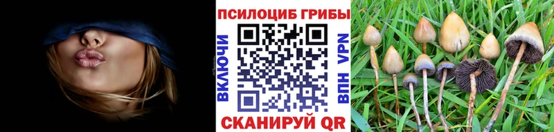 KRAKEN как войти  Усть-Джегута  Галлюциногенные грибы Psilocybine cubensis 